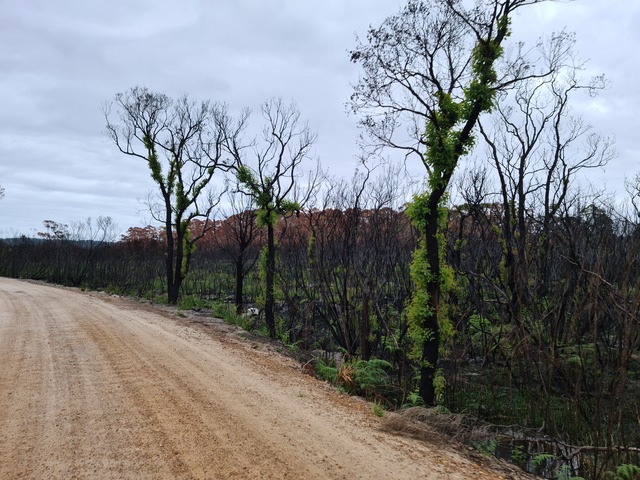 Trees recovering several months after bushfire